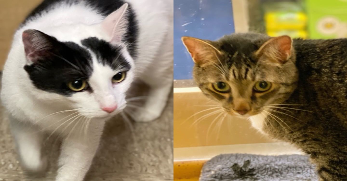 St. Lucie County Pet of the Week - Week of July 3, 2020